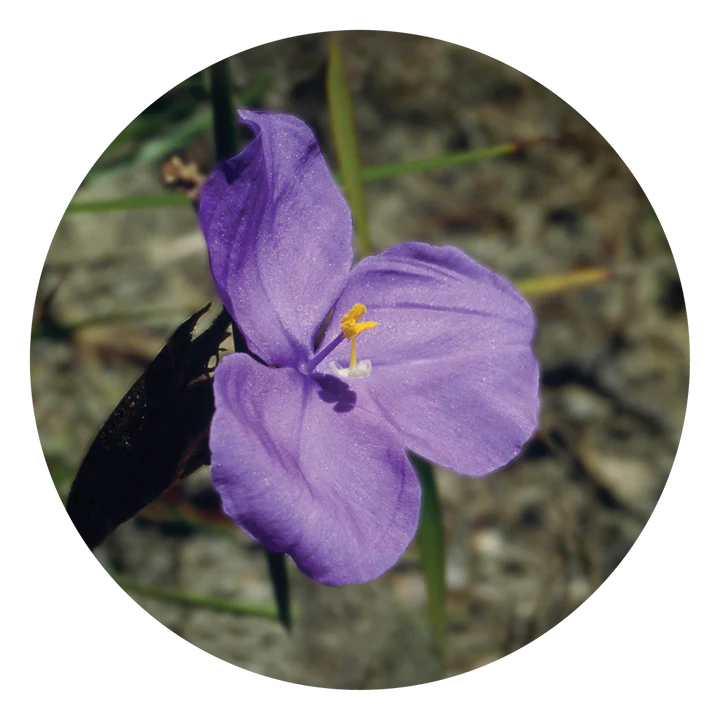 Bush Iris - Flower Essences