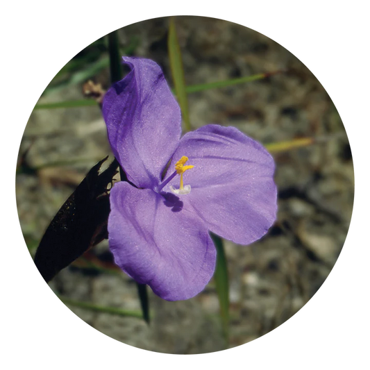Bush Iris - Flower Essences