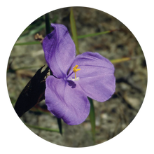 Load image into Gallery viewer, Bush Iris - Flower Essences

