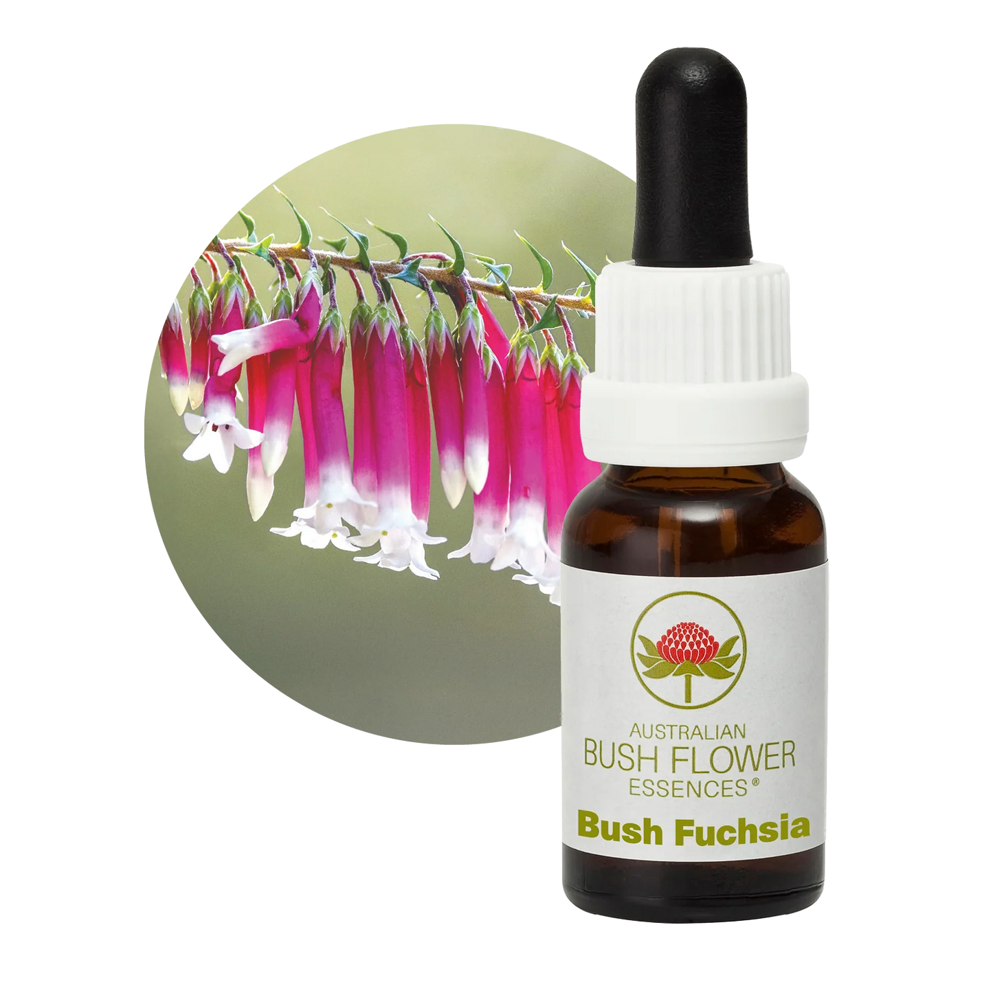 Bush Fuchsia Flower Essence