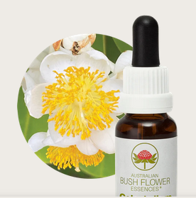 Calophylum Flower Essence
