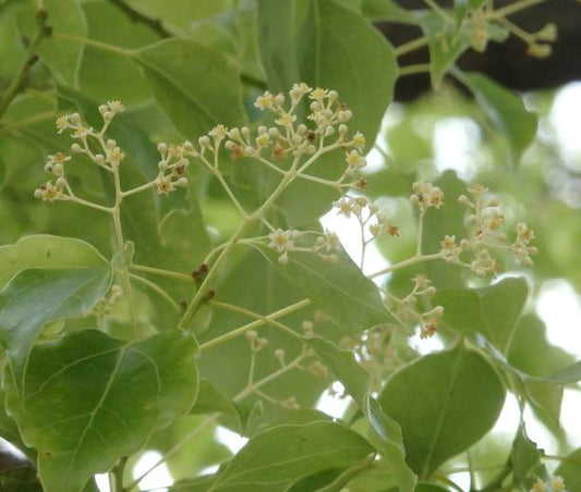 Camphor Flower Essence