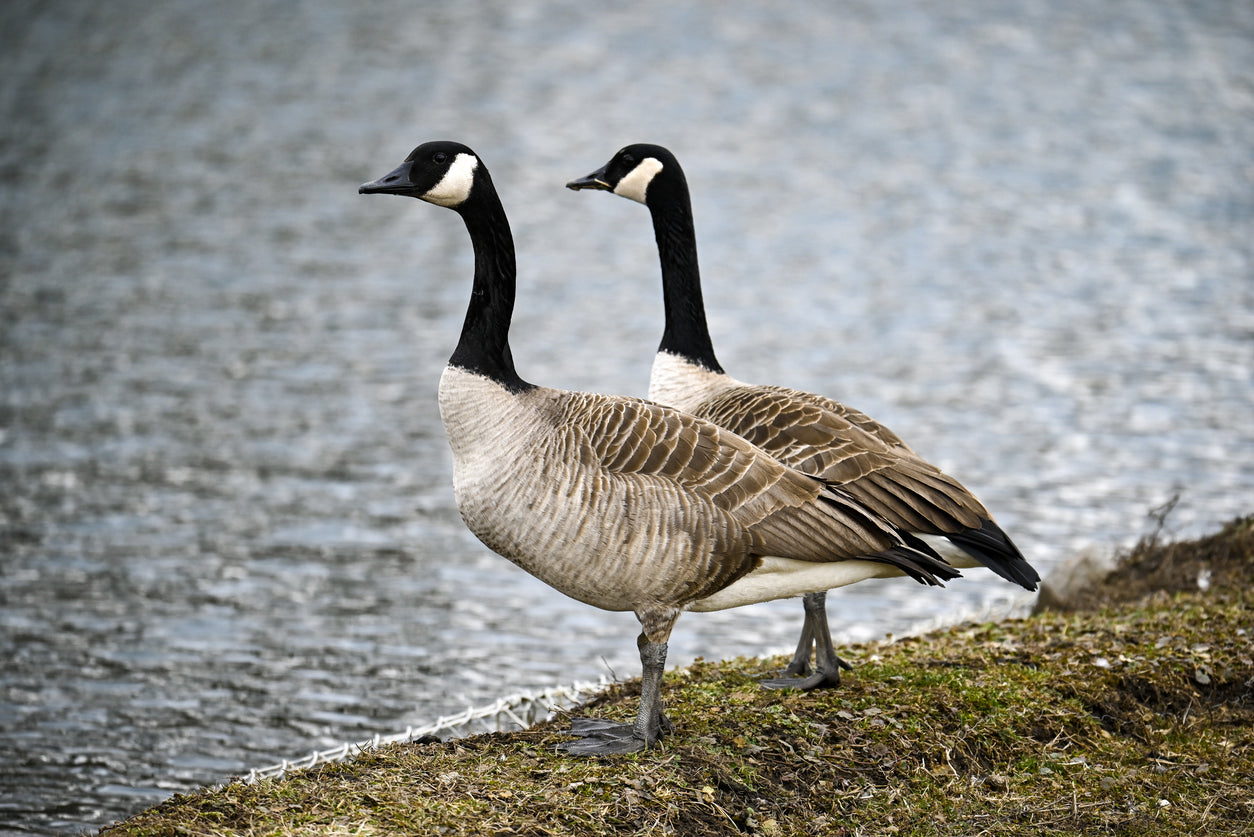Canada Goose Essence Vibrational Remedy