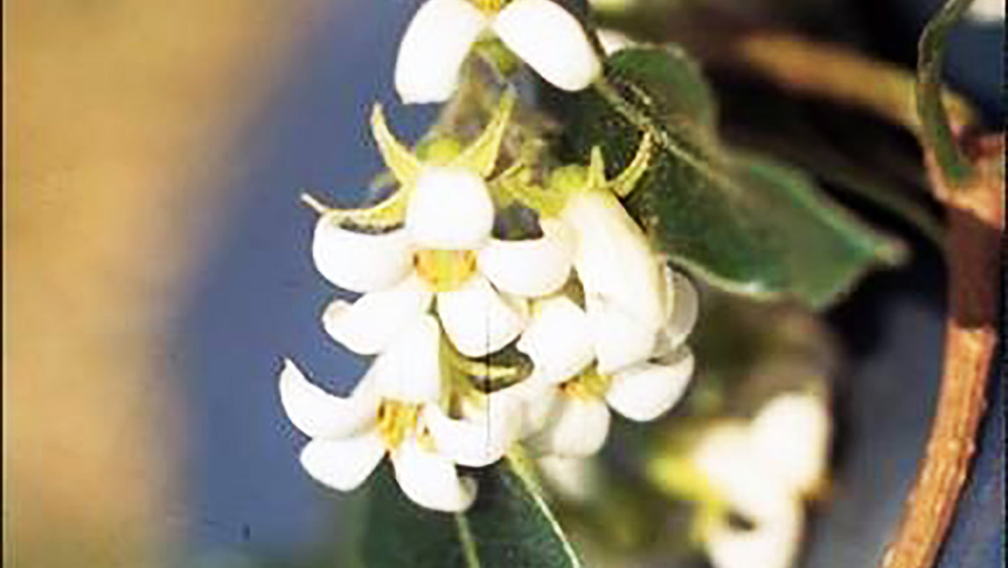 Canela (Cinnamon)  Flower Remedy from Brazil
