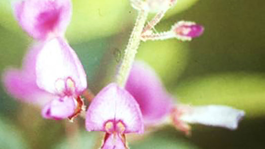 Carrapichao Flower Essence