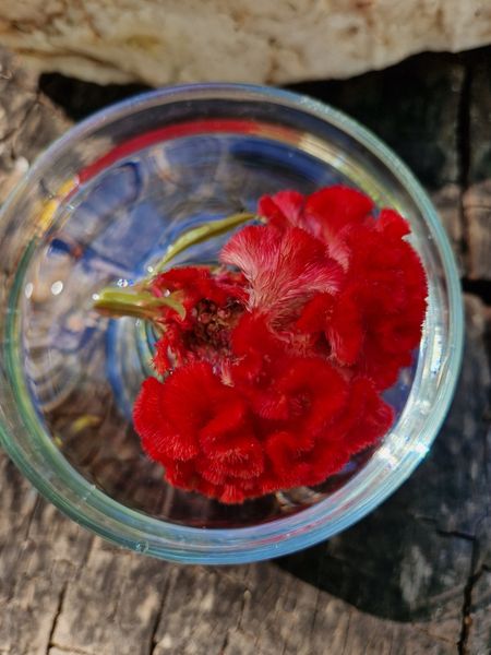 Brain Flower Flower Remedy