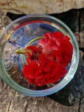 Load image into Gallery viewer, Celosia Argentea Flower Remedy
