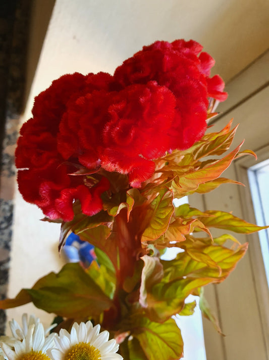 Brain Flower Flower Remedy