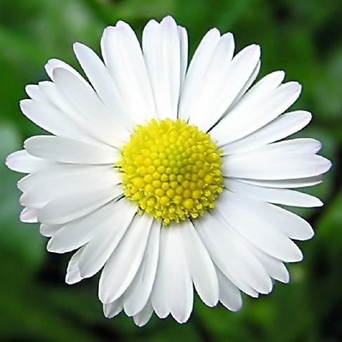 Chamomile Flower Remedy