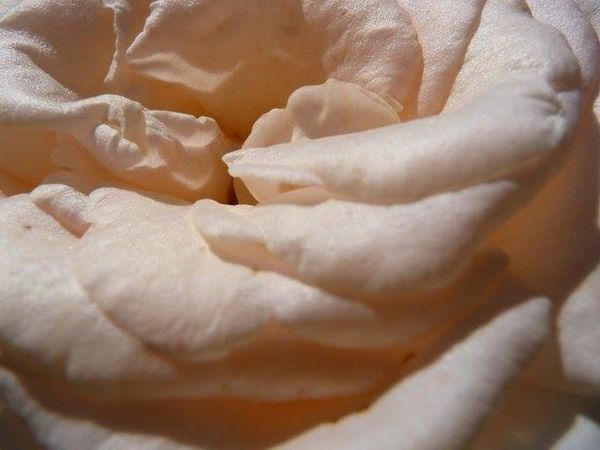 Champagne Rose Flower Essence