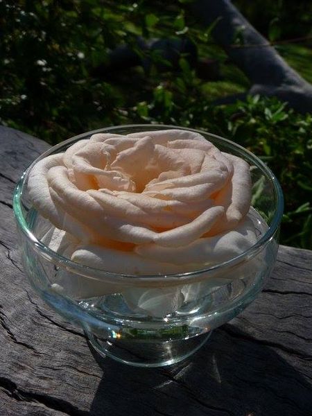 Champagne Rose Flower Essence
