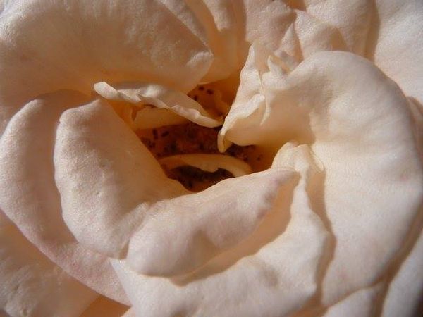 Champagne Rose Flower Essence