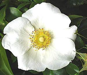 Cherokee Rose Antique Rose Remedy