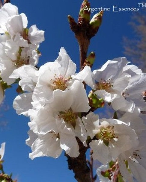 Cherry Blossom Flower Remedy