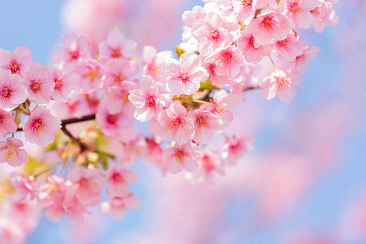 Cherry Blossom Flower Remedy