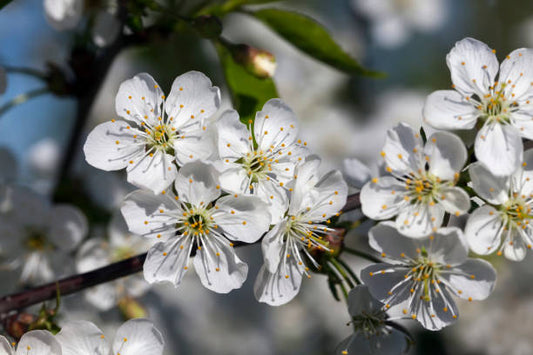 Cherry Plum Flower Essence