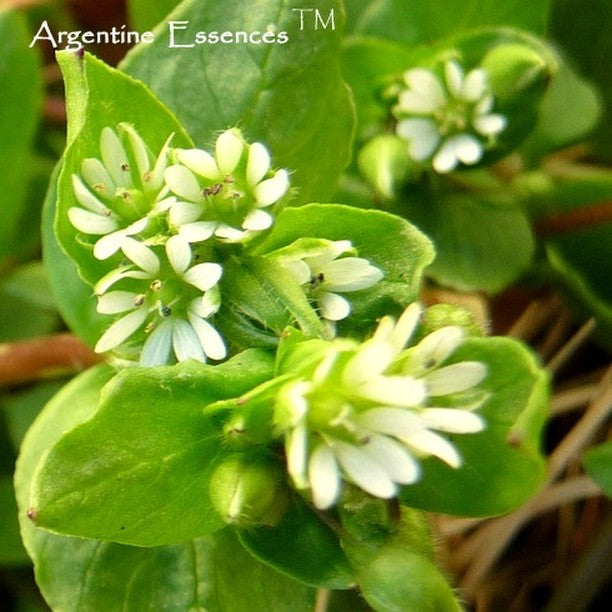 Chickweed Flower Remedy