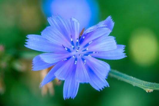 Chicory Flower Essence