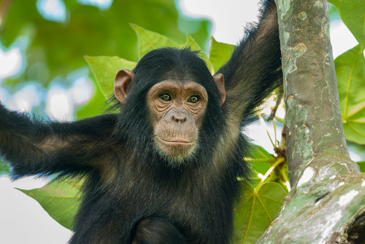 Chimpanzee Essence Vibrational Remedy