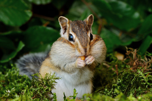 Chipmunk Essence Vibrational Remedy | Wild Earth animal Essences