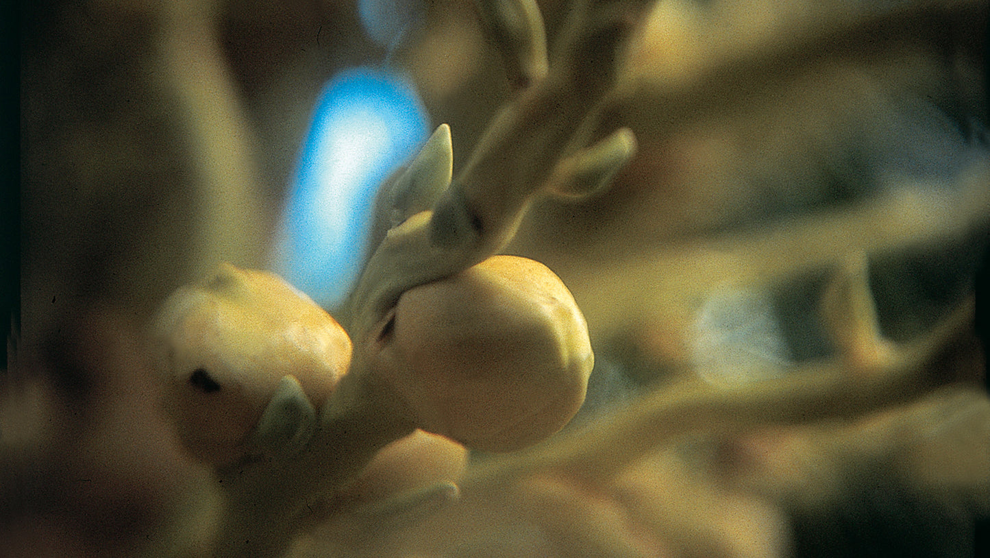 Cocos Flower Essence from Brazil