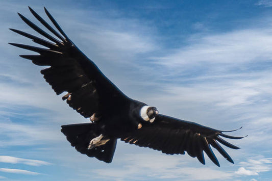 Condor Animal Vibrational Essence Remedy