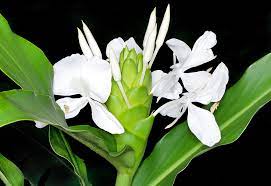 Coronarium Flower Remedy