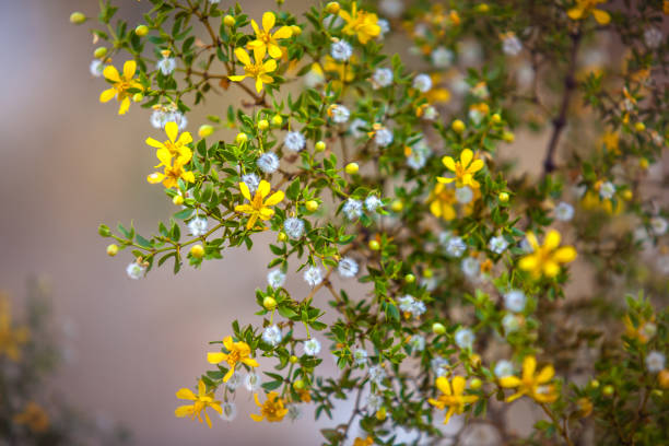 Creosote Bush (Jarilla) Flower Remedy