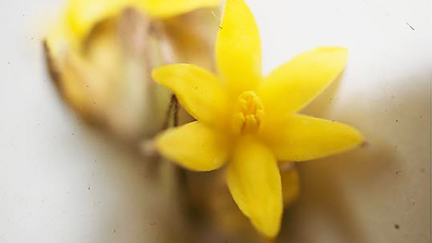 Curculigum Flower Essence from Brazil