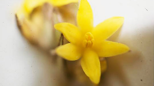 Curculigum Flower Essence from Brazil