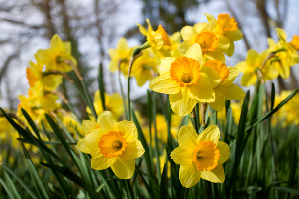 Daffodil Flower Essence ( Solar Eclipse)