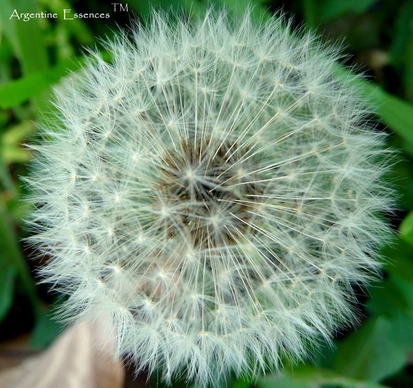 Dandelion Flower Remedy