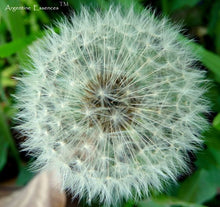 Load image into Gallery viewer, Dandelion Flower Remedy

