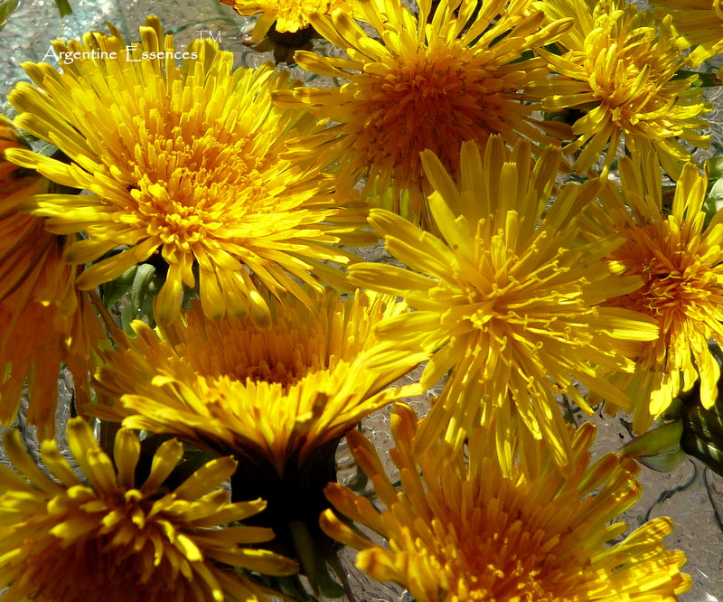Dandelion Flower Remedy
