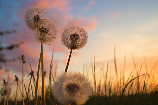Dandelion Flower Remedy