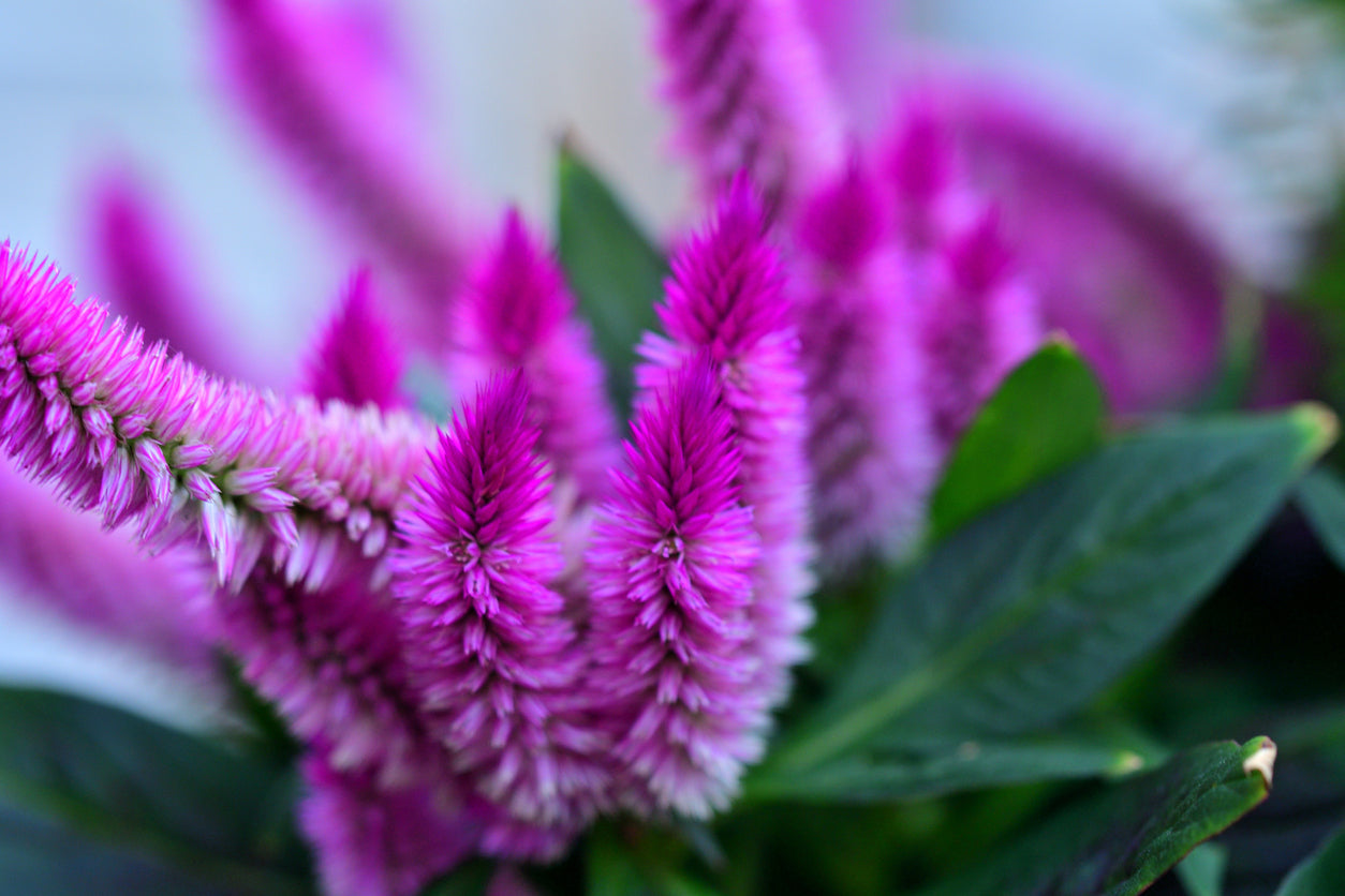 Dragon Breath Flower Essence