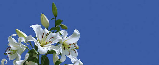 Easter Lily Flower Remedy