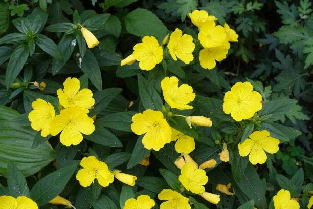 Evening Primrose Flower Essence Remedy