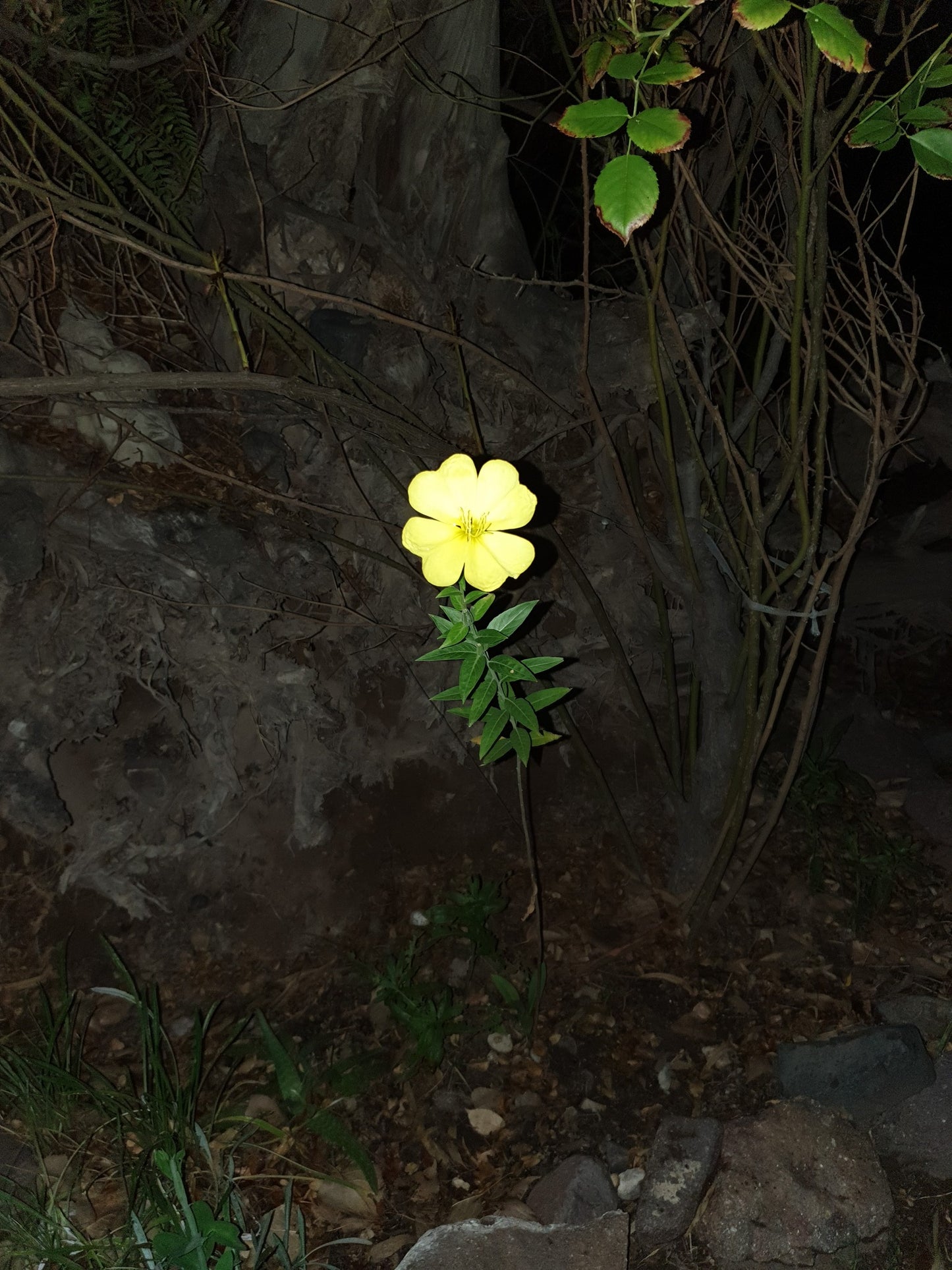 Evening Primrose Flower Essence Remedy