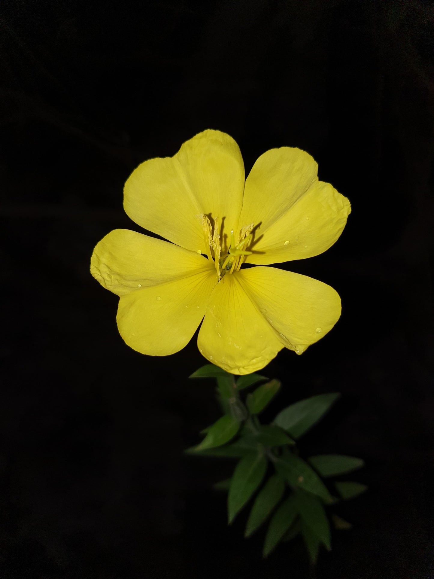 Evening Primrose Flower Essence Remedy