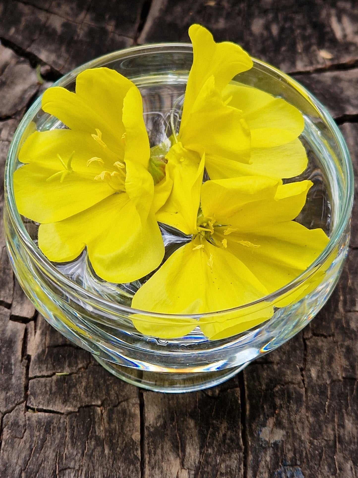 Evening Primrose Flower Essence Remedy