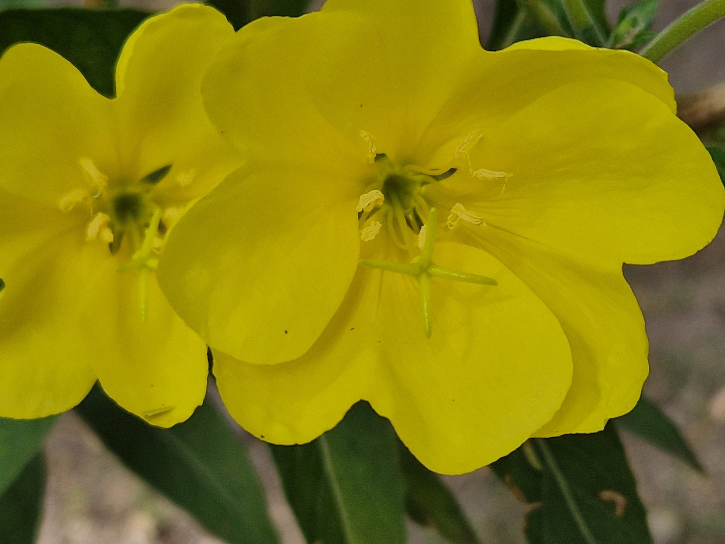 Evening Primrose Flower Essence Remedy