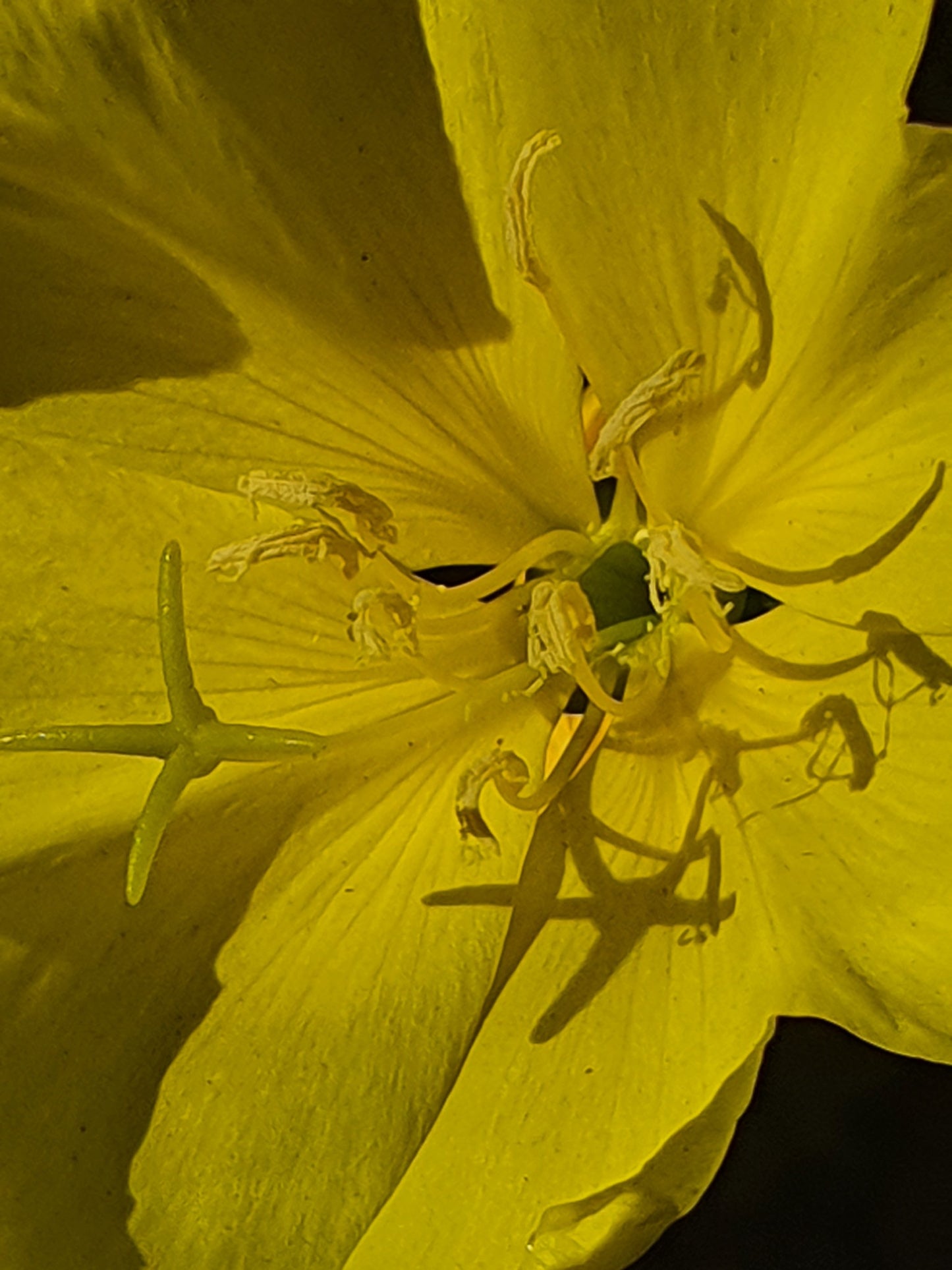 Evening Primrose Flower Essence Remedy