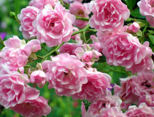 Fairy Rose Antique Rose Flower Remedy