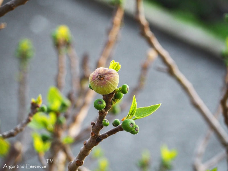 Fig Flower Remedy