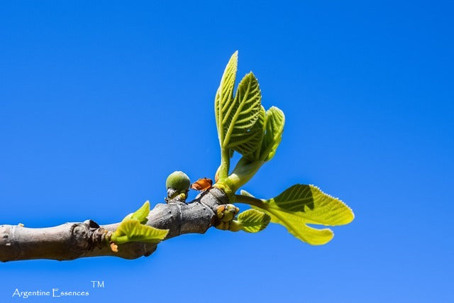 Fig Flower Remedy