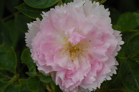 Fimbriata, Antique Rose Flower Remedy
