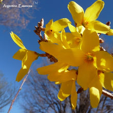 Load image into Gallery viewer, Forsythia Flower Essence

