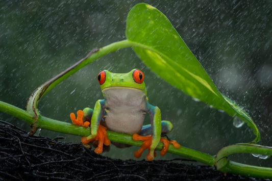 Frog Essence Vibrational  Remedy