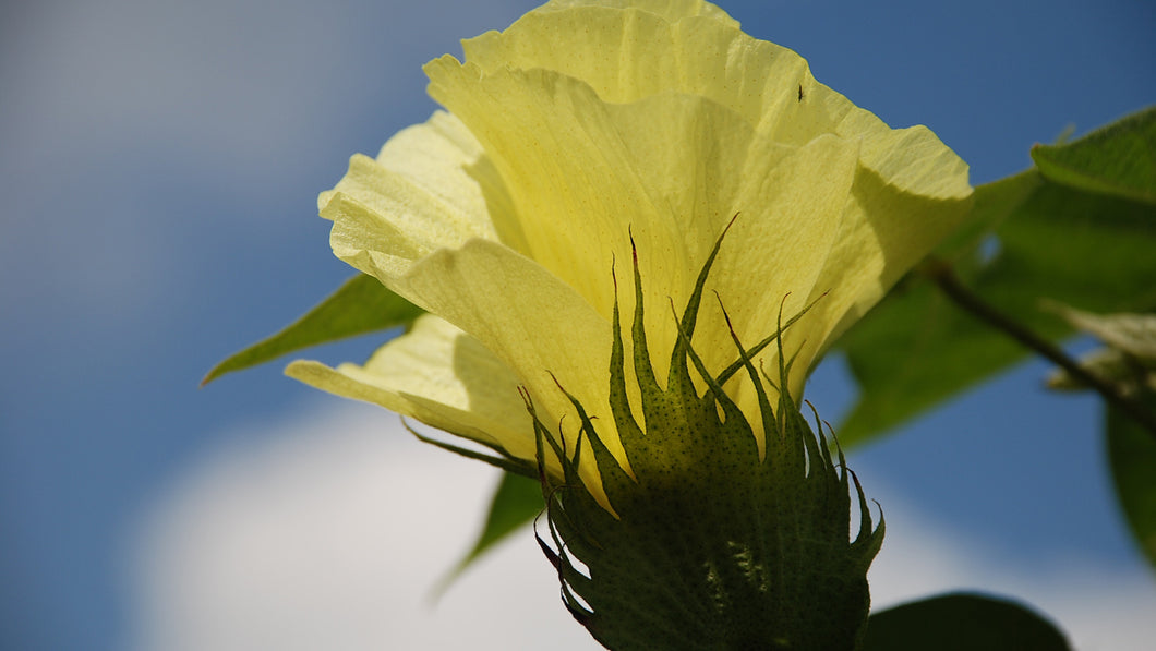 Algodao (Cotton) Flower Remedy